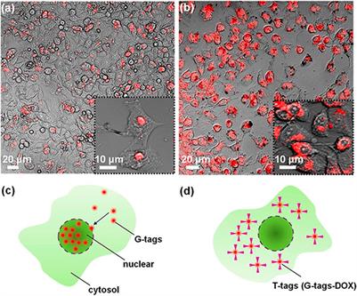 Carbon Quantum Dots for Biomedical Applications: Review and Analysis